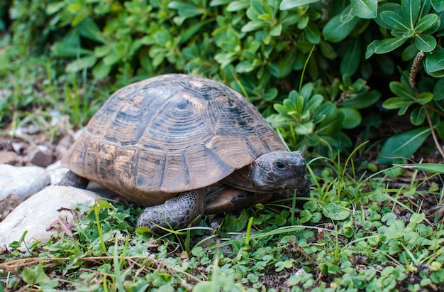 Schildpad kruipt in het gras omgeven door planten