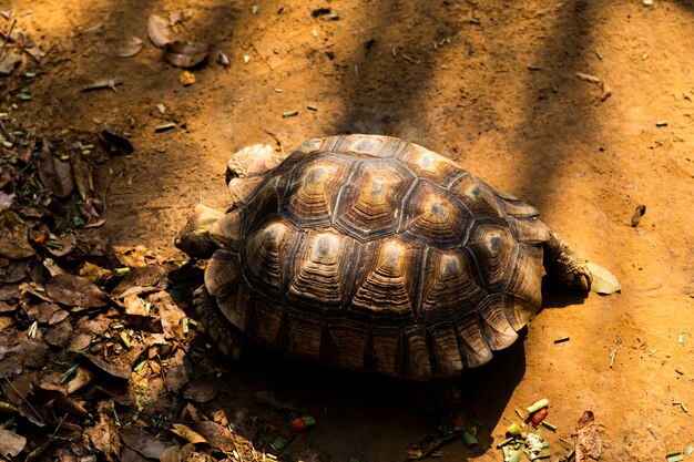 Schildpad kruipt op de grond