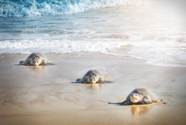 Schildpad nestelt op het strand Bescherming van dieren in het wild Mexico Oceaan