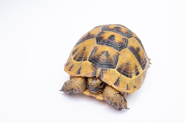 Schildpad of schildpad geïsoleerd op een witte achtergrond.