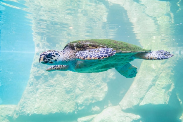 Schildpad onder water in het zwembad