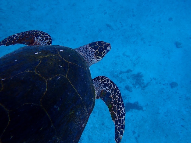 Foto schildpad onderwater zwemmen.