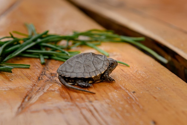 Schildpad op een houten plank op de achtergrond ligt gras