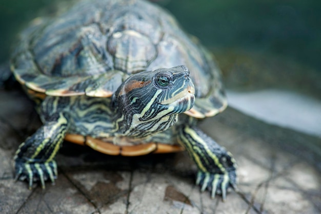 Schildpad op een steen kijk opzij in de fauna van de natuurlijke omgeving