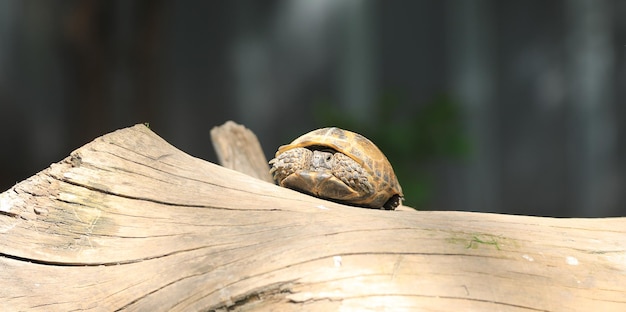 Foto schildpad op het gras buiten