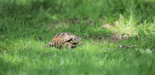 schildpad op het gras buiten