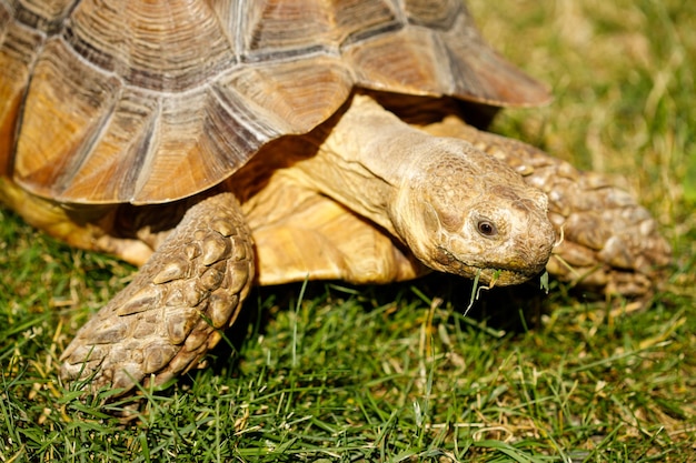 Schildpad op het gras close-up