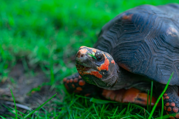 Foto schildpad op het gras.