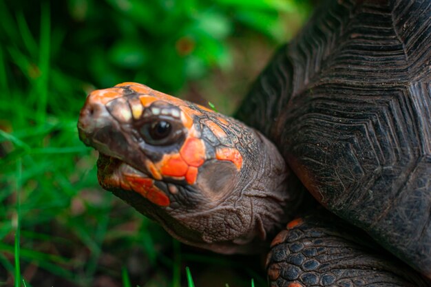 Foto schildpad op het gras.