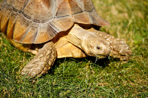 Schildpad op het grasclose-up. gras eten