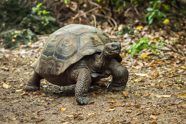 Foto schildpad op het veld