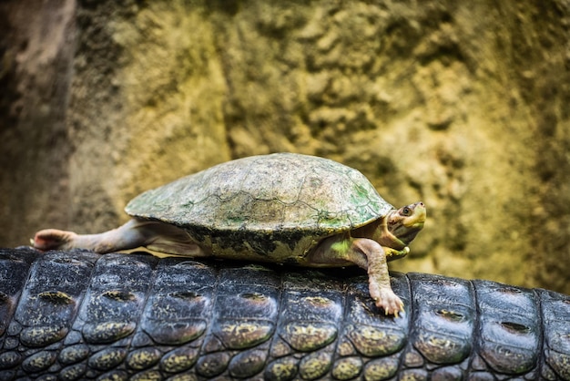 Foto schildpad rijden op de rug van een gaviaal