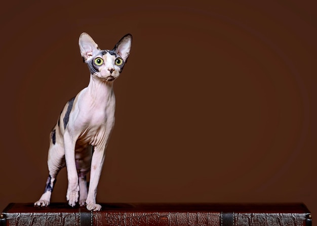 Schildpad Sphynx kat