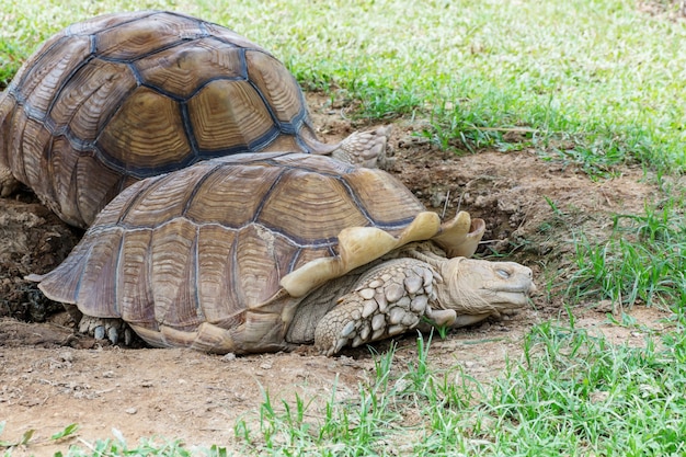 schildpad staan ​​op het gras.