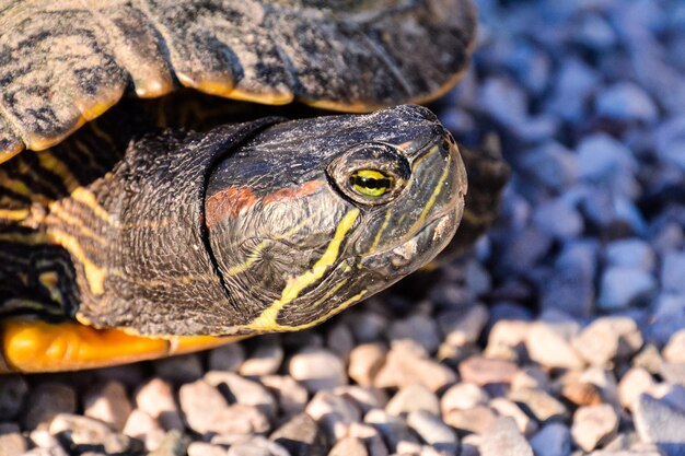 Schildpad Trachemys Scripta Elegans