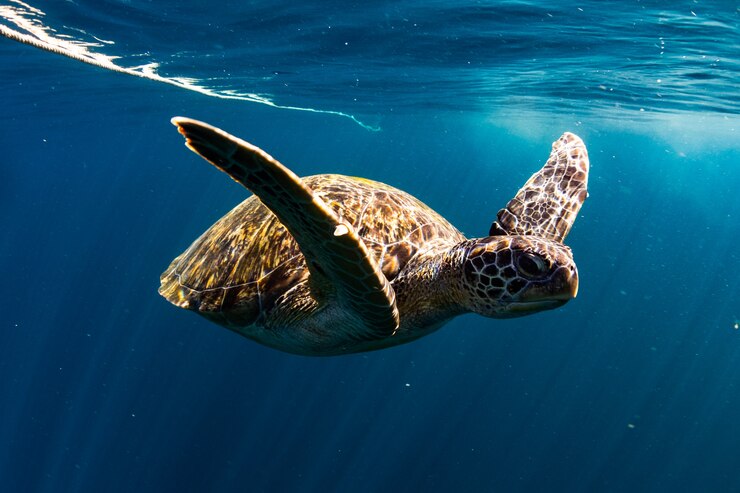 schildpad zwemmen in de blauwe zee