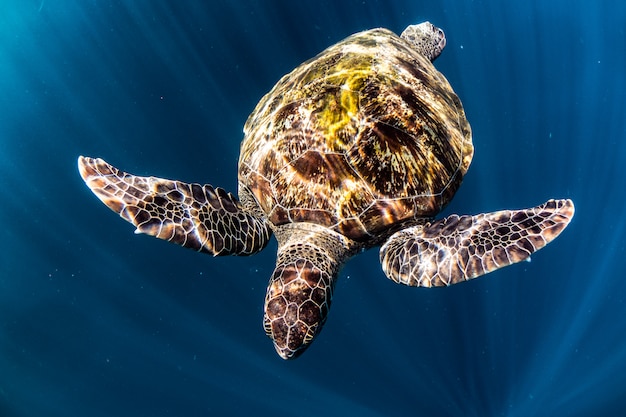 schildpad zwemmen in de blauwe zee