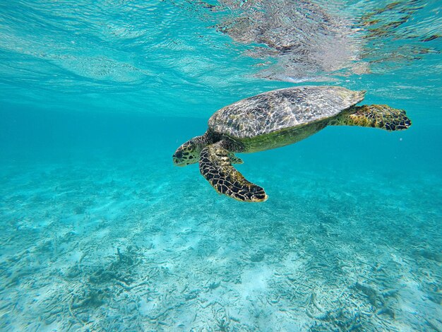 Schildpad zwemt in de zee