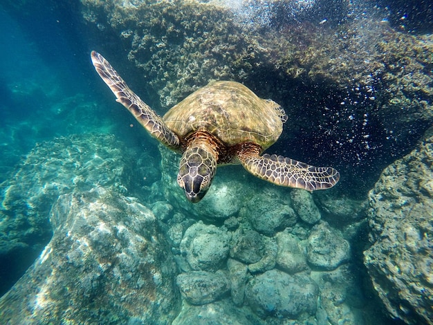 Schildpad zwemt in de zee