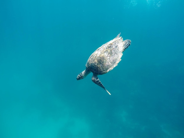 Schildpad zwemt in de zee