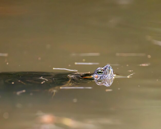 Schildpad zwemt in een vijver