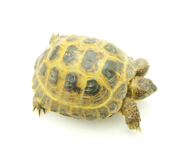 Schildpad