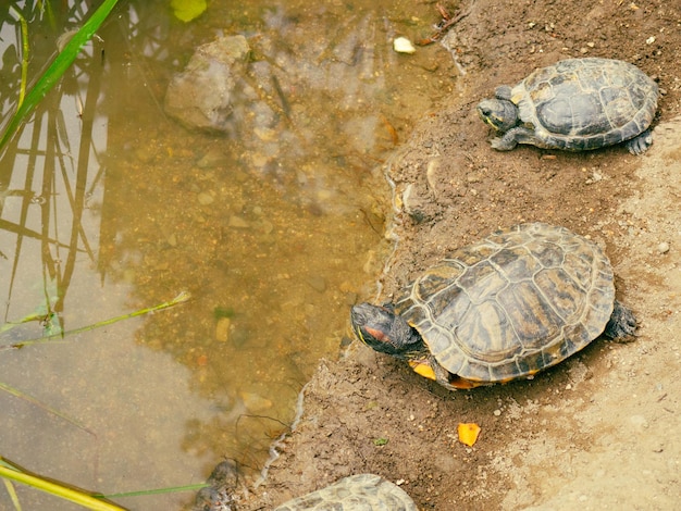 schildpadden aan de oever van een bosmeer