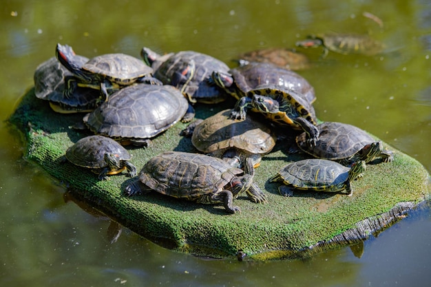 schildpadden in het meer koesteren zich in de zon