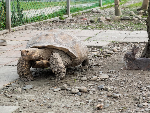 Foto schildpadden op de boerderij in yilan