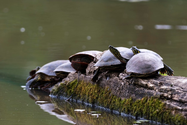 Foto schildpadden op hout in het meer