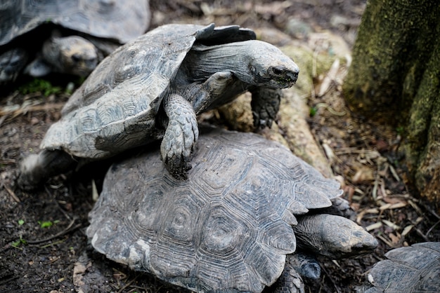 Schildpadden paren die in de dierentuin koppelen