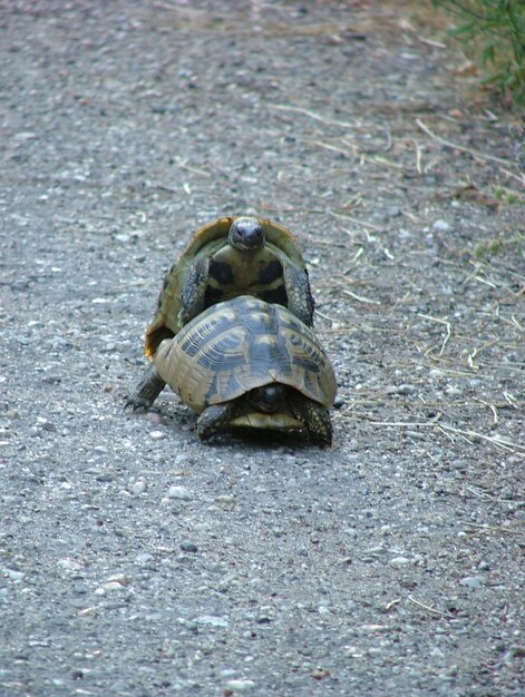 Foto schildpadden paren op het veld