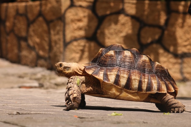 Schildpadden zijn reptielen van de orde Testudines die worden gekenmerkt door een speciale benige