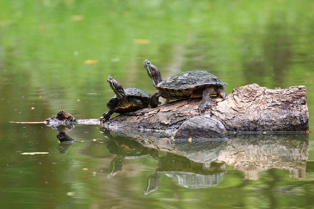 Schildpadden zittend op een tak in een vijver