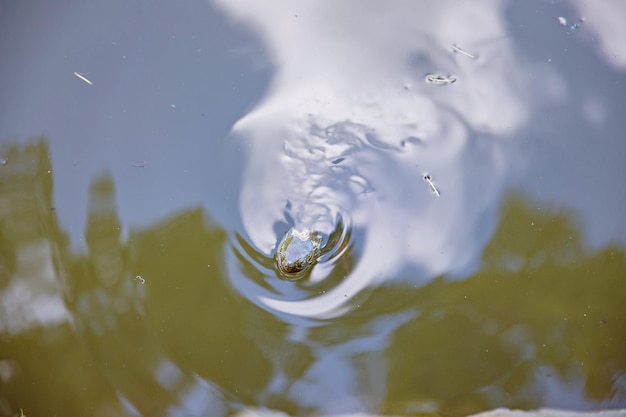 Schildpadkop boven water van kanaal