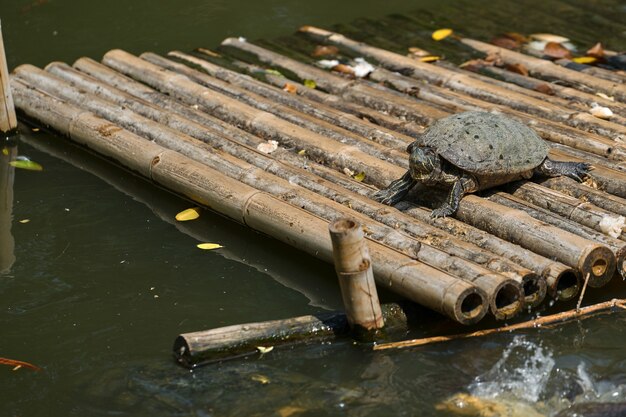 Schildpadtribune op bamboevlot in de vijver