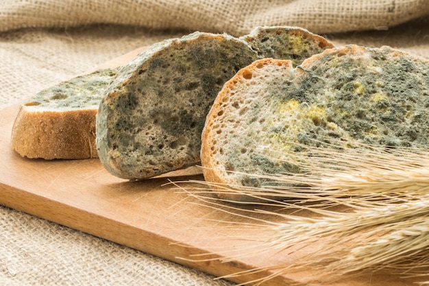 Schimmel groeit snel op beschimmeld brood in groene en witte sporen.