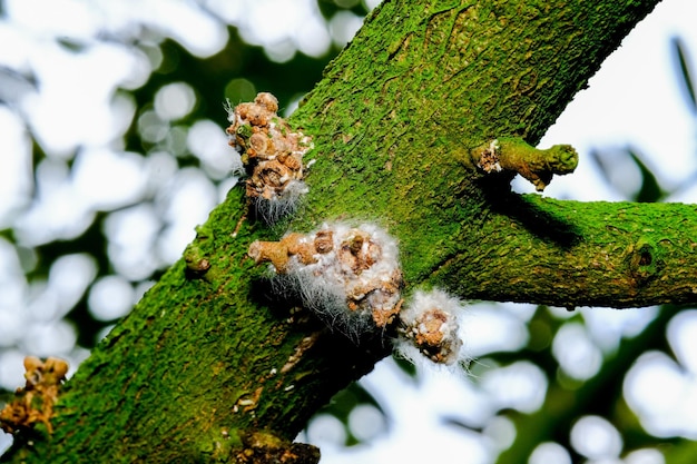 Schimmel in de takken van durian bomen