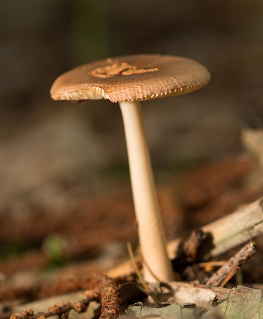 Schimmel in het bos