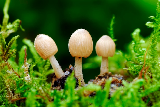 Schimmel van het geslacht Coprinus spp groeit in mos