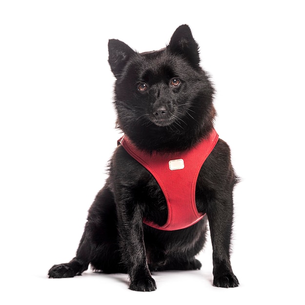 Собака Schipperke сидит и носит красный ремень