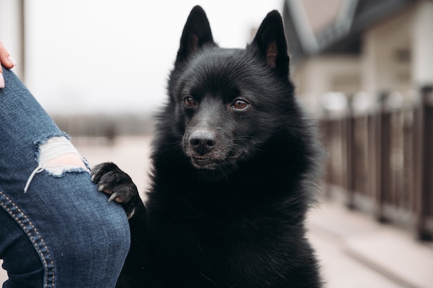 Schipperke zwarte hond bedelende eigenaar buitenshuis