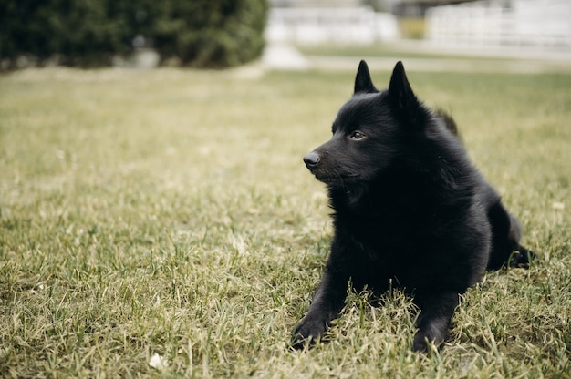 Schipperke zwarte hond liggend op gras