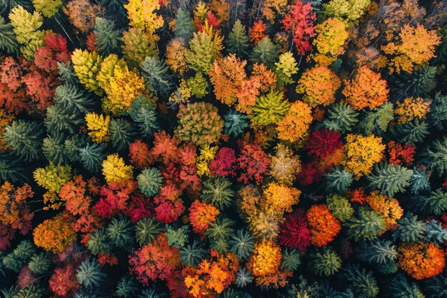 Schitterend luchtbeeld van een uitgestrekte bos in brand generatieve ai