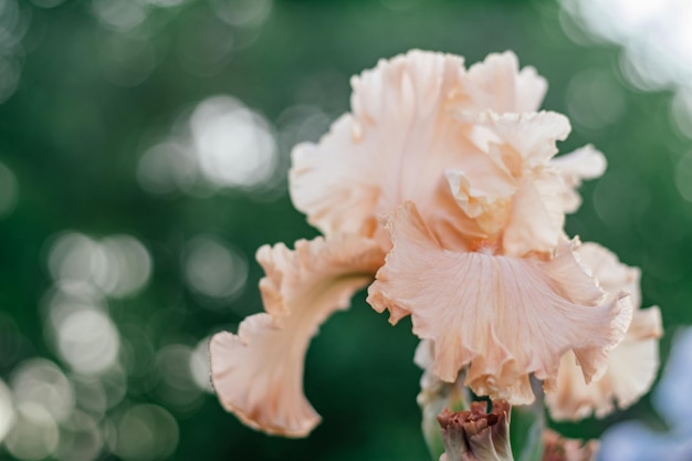 Schitterende bloeiwijze van zachtroze perzikbloem van de germaanse vrouw van iriskentucky die in tuin tot bloei komen