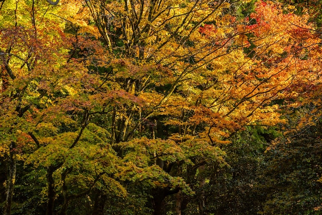 Schitterende herfstbomen in gele tinten in een Japanse tuin.