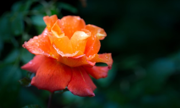 Schitterende oranje roos in regendruppels op een schaduwgroene achtergrond Kaart Schoonheid van de natuur Sierteelt hobby