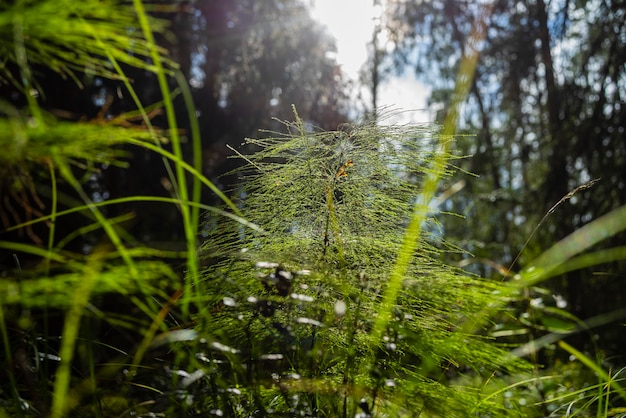 Schitterende pluizige takjes tegen de achtergrond van het contourlicht in het bos.