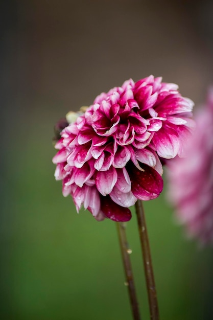 Foto schitterende rode bloem van een dahlia nationale bloem van mexico