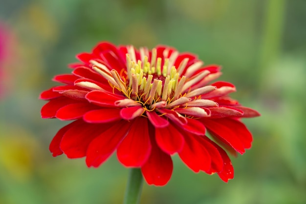 Schitterende rode bloem van Zinnia op een natuurlijke achtergrond Sierteelt landschapsarchitectuur